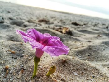 Close-up of pink flower on beach