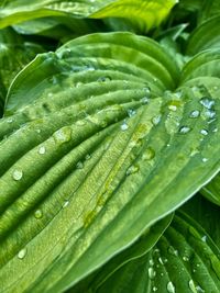 Full frame shot of green leaves