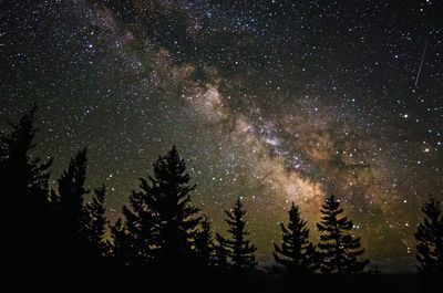 Low angle view of trees against star field at night