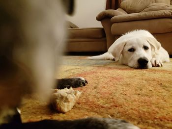 Close-up of dog resting at home