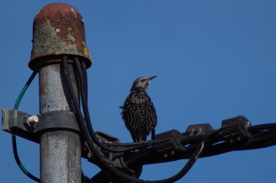 Low angle view of bird perching on metal against blue sky