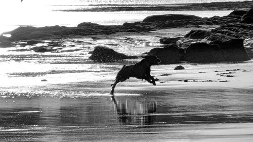 Horse running on wet shore