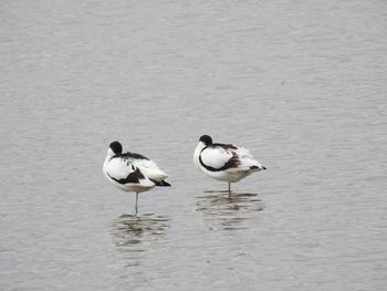 Seagulls on a lake