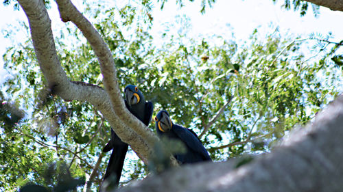 Low angle view of bird perching on tree