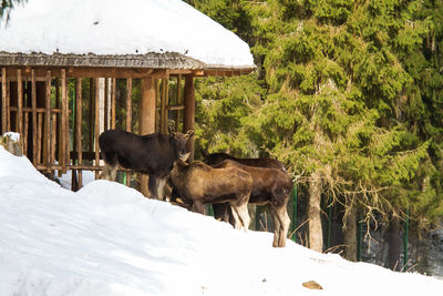 A beautiful wild moose in the winter