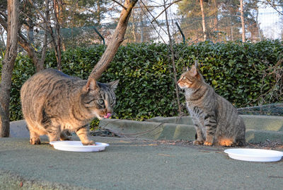 Cats sitting on road