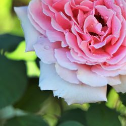 Close-up of pink rose