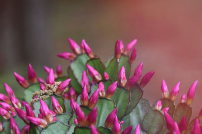 Close-up of plant