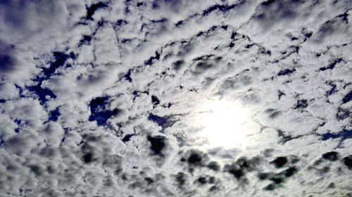 Low angle view of birds flying against sky