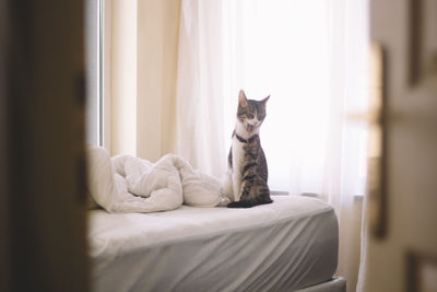 Portrait of a cat on bed