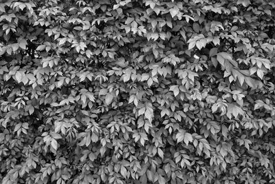 Full frame shot of leaves