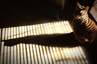 Cat lying on floor