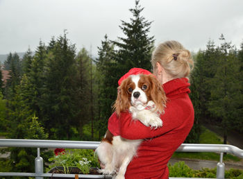 Lovely cavalier king charles spaniel blenheim dressed in red raincoat, in woman's arms.