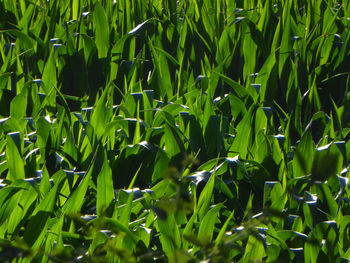 Full frame shot of plants