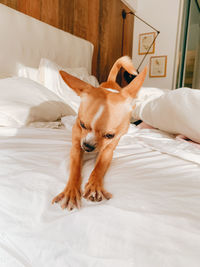 View of a dog lying on bed