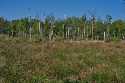 Plants growing on field against sky