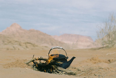 View of horse on sand