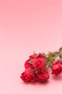 Close-up of pink roses against white background