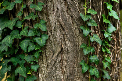 Beautiful natural texture of a climbing green ivy on the tree