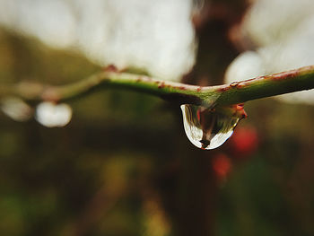 Close-up of raindrops on plant