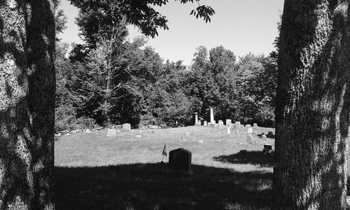 Trees in cemetery against sky