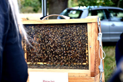 Close-up of bee on finger against blurred background