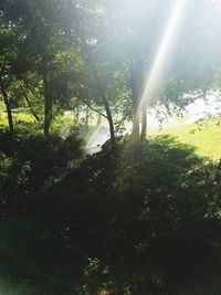 Trees in forest against sky