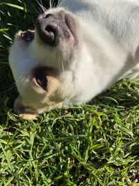 Close-up of cat lying on grass