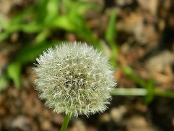 Close-up of dandelion