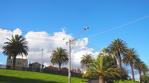 Low angle view of palm trees against clear blue sky