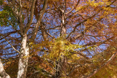 Low angle view of trees in forest during autumn