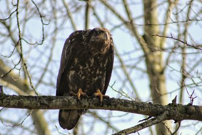 Low angle view of eagle perching on branch