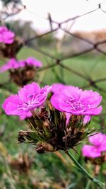 Close-up of pink flowers blooming outdoors