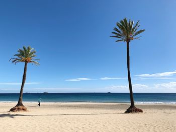 Palm trees on beach against sky