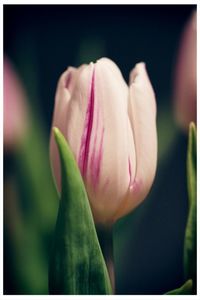 Close-up of pink flower