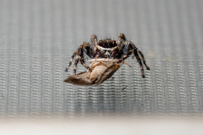 Close-up of spider on table