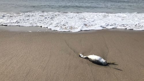 View of crab on beach