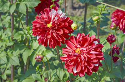 Close-up of red flowering plant in park