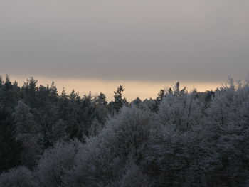 Silhouette trees against sky during sunset