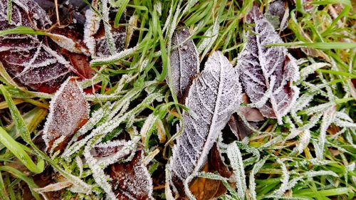 Close-up of frozen plants during winter