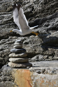 Close-up of white bird on rock