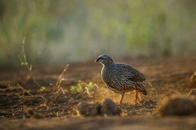 Close-up of bird perching on field