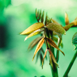 Close up of plant