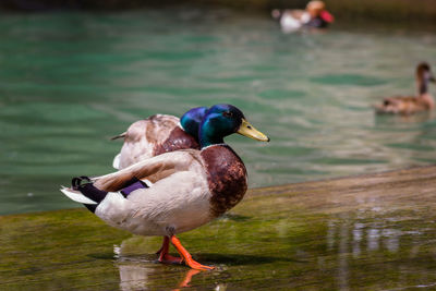 Ducks on a lake