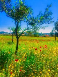 Scenic view of grassy field against sky