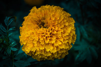 Close-up of yellow marigold flower