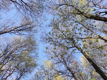 Low angle view of blooming tree against sky