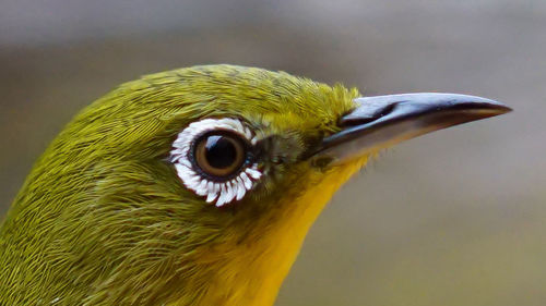 Close-up of bird