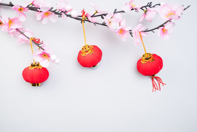 Close-up of red berries over white background