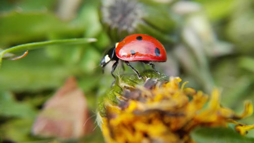 Close-up of ladybug on flower